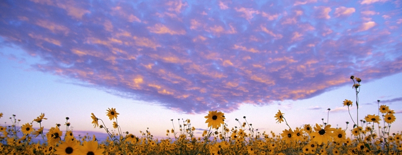 Tournesols - FB Cover 5