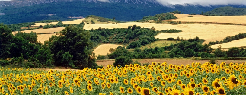 Tournesols_-_FB_Cover_6.jpg