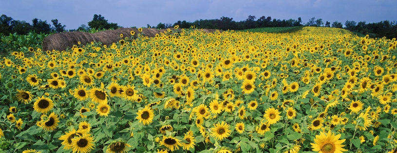 Tournesols_-_FB_Cover_8.jpg