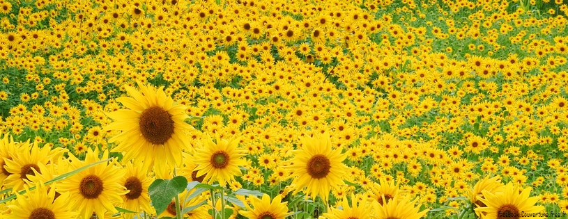 Tournesols - FB Cover 9