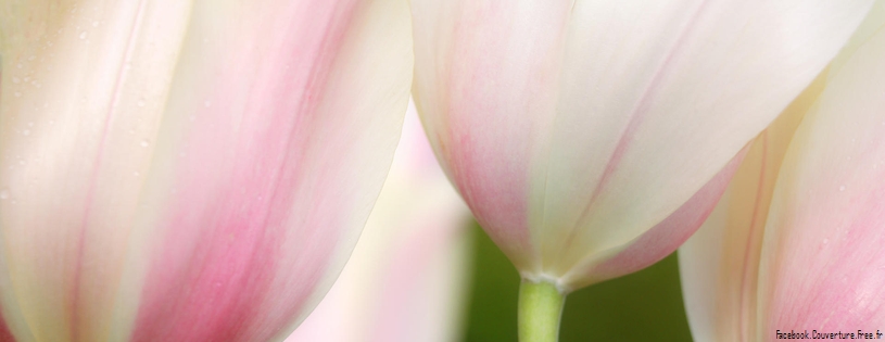 Tulipes - Fleurs - FB Timeline  10 