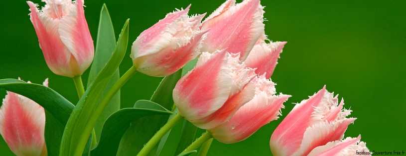 Tulipes_-_Fleurs_-_FB_Timeline__11_.jpg