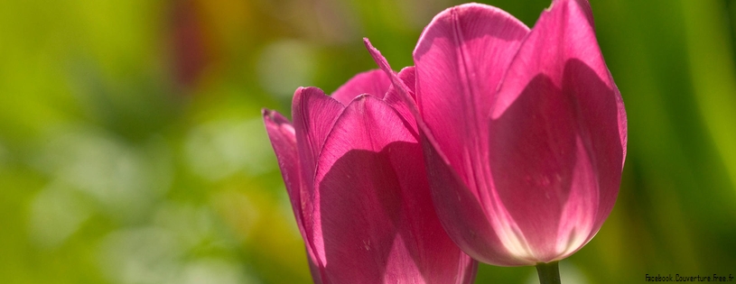 Tulipes - Fleurs - FB Timeline  12 