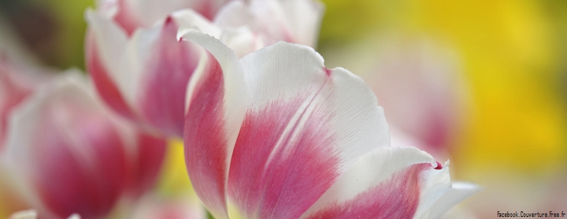 Tulipes_-_Fleurs_-_FB_Timeline__16_.jpg