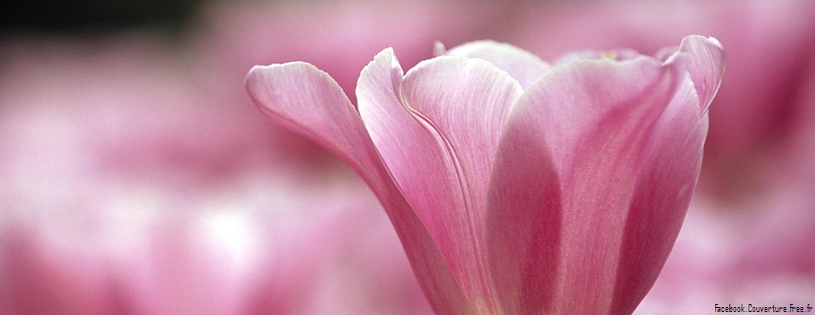 Tulipes_-_Fleurs_-_FB_Timeline__17_.jpg