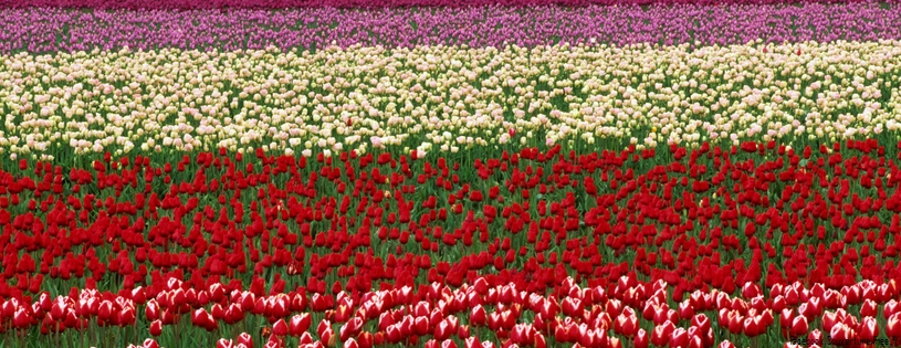 Tulipes_-_Fleurs_-_FB_Timeline__19_.jpg