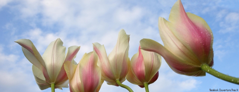 Tulipes - Fleurs - FB Timeline  21 