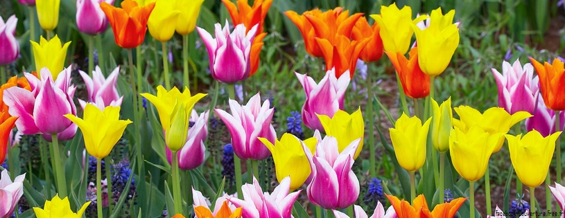 Tulipes - Fleurs - FB Timeline  3 