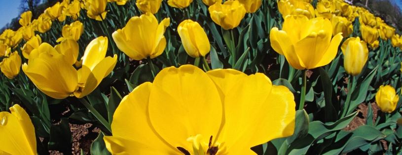 Tulipes_-_Fleurs_-_FB_Timeline__5_.jpg