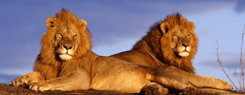 Lion - FB Cover 2 (9).jpg