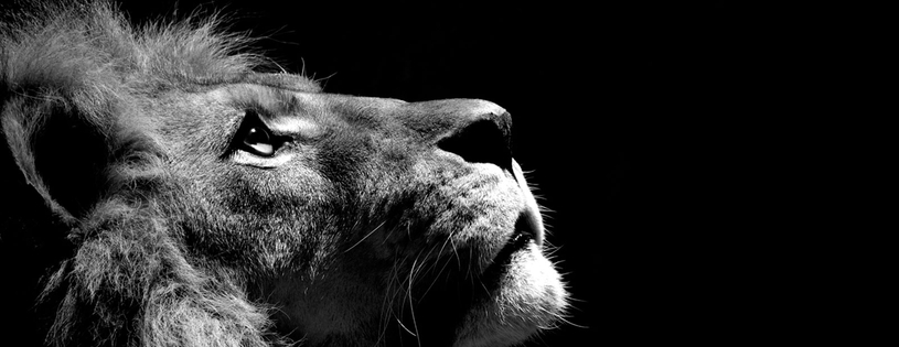 Lion - FB Cover 2 (2).jpg