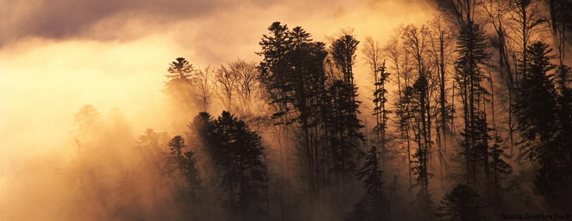 Forêt dans la brume, Vosges, France - Facebook Cover.jpg