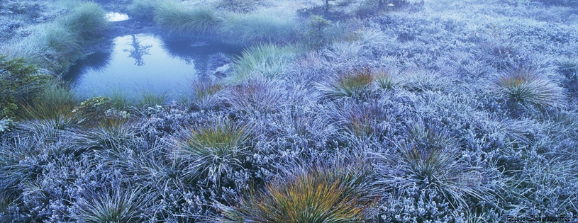 Tourbière, Montagne des Vosges, France - Facebook Cover