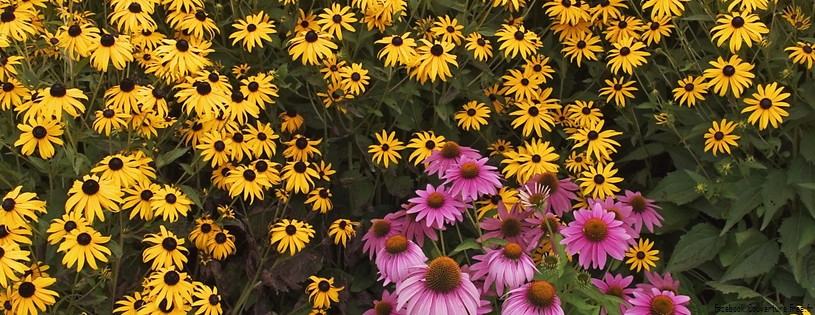 Timeline - Brown-Eyed Susans and Purple Cone Flowers.jpg
