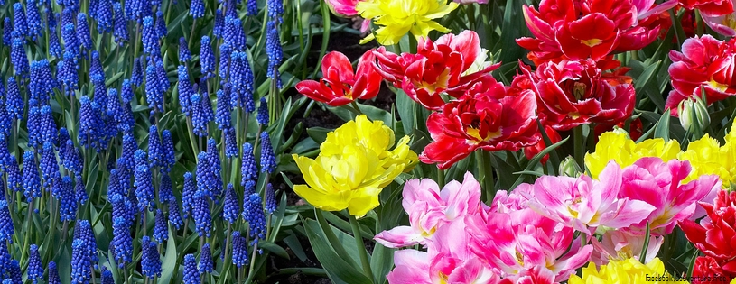 Timeline - Colorful Tulips and Grape Hyacinths, Keukenhof Gardens, Lisse, Holland.jpg