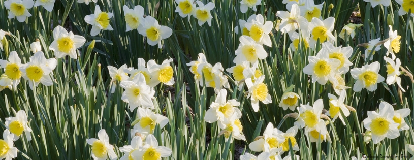 Timeline - Daffodils.jpg