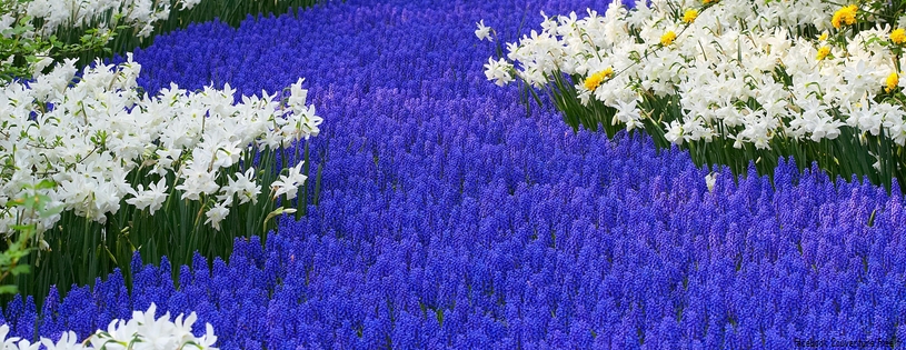 Timeline - Grape Hyacinths and Daffodils, Keukenhof Gardens, Lisse, Holland.jpg