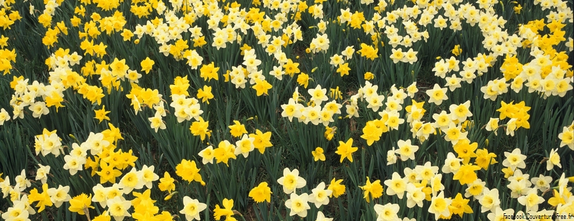 Timeline - Hillside of Daffodils, Louisville, Kentucky