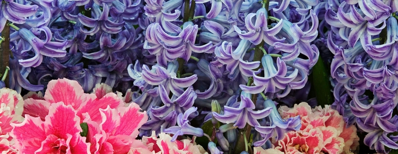 Timeline - Hyacinth Flowers.jpg