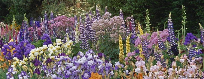 Timeline - Iris and Lupine Garden, Salem, Oregon.jpg