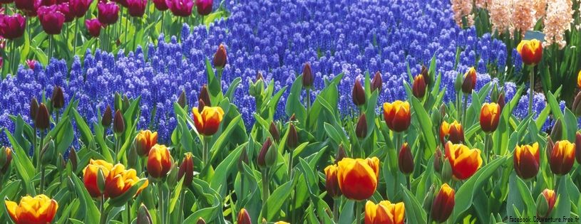 Timeline - Keukenhof Gardens, Lisse, Holland.jpg