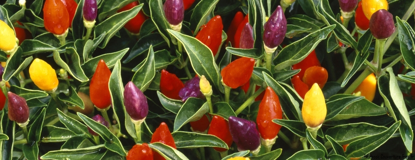 Timeline - Pepper Plant.jpg