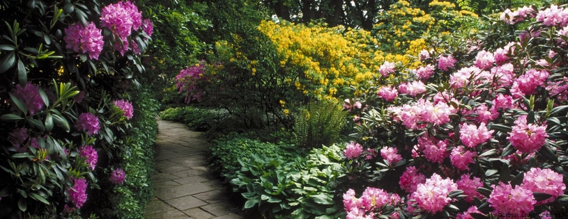 Timeline - Rhododendrons, Berggarten, Hannover, Germany.jpg