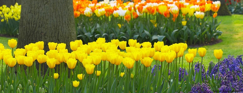 Timeline - Spring Garden, Keukenhof Gardens, Lisse, Holland.jpg