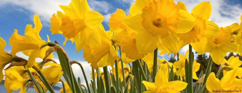 Timeline - Sunny Daffodils.jpg