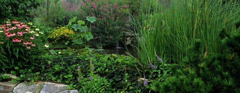 Timeline - Water Garden on a Foggy Morning, Franklin, Tennessee