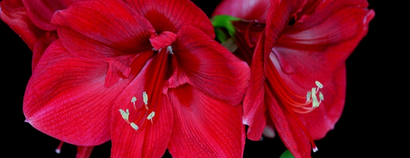 Amaryllis Blossoms