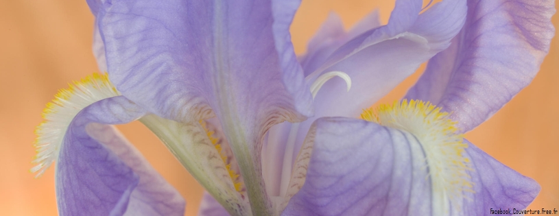 Bearded Iris.jpg