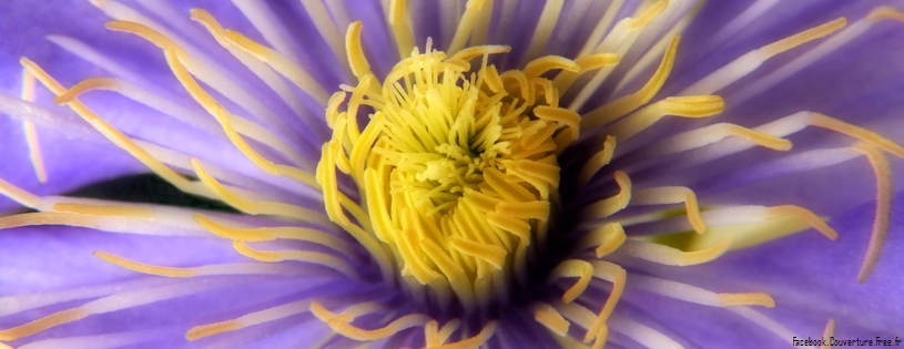 Clematis Close-Up.jpg