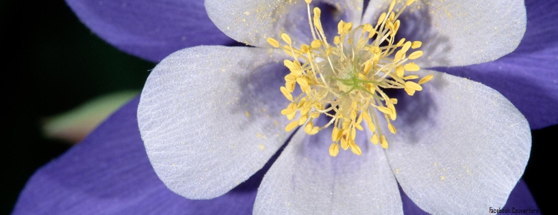 Columbine, Rocky Mountain National Park, Colorado