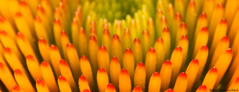 Coneflower Pattern