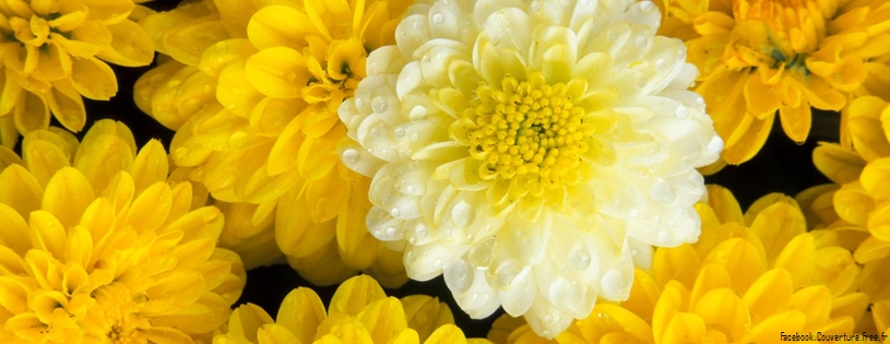 Dahlia Flower Mix.jpg