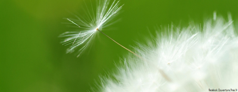 Dandelion Seed.jpg