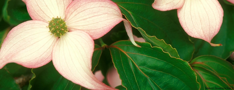 Dogwood Blossoms