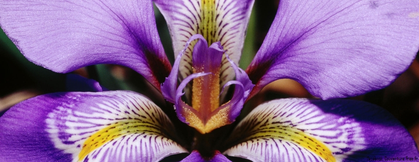 Douglas Iris