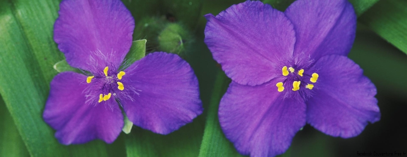 Pair of Spiderwort Flowers.jpg