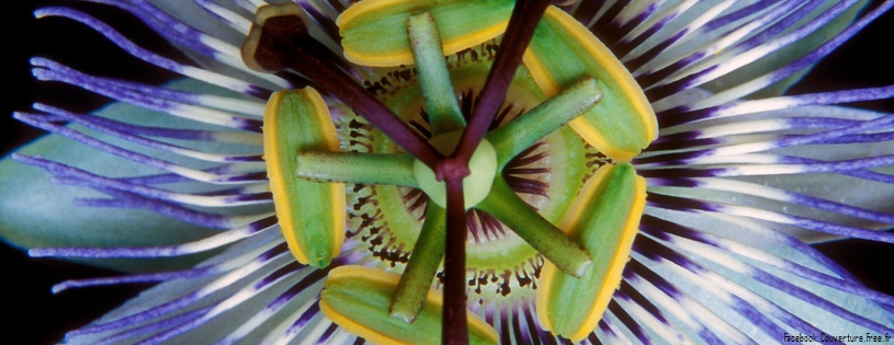 Passion Flower.jpg