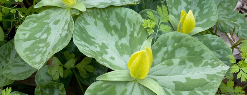 Yellow Trillium.jpg