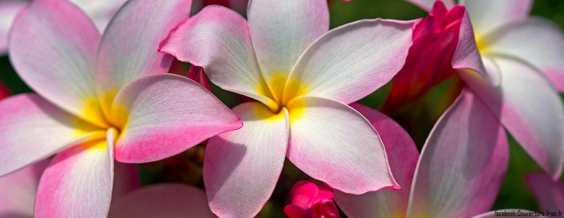 Timeline - Hawaiian Plumeria