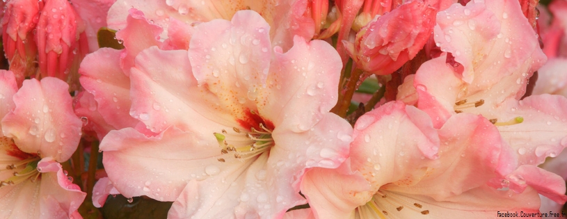 Timeline - Rhododendron Blossoms.jpg