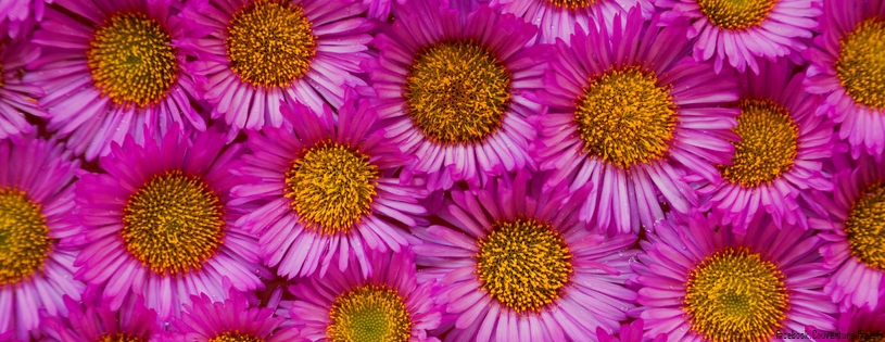 Timeline - Seaside Aster, Washington.jpg