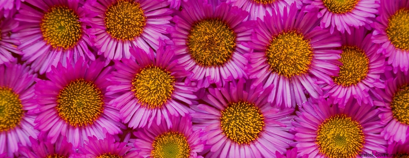 Timeline - Seaside Aster, Washington.jpg