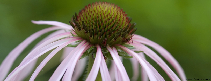 Timeline - Tennessee Coneflower.jpg