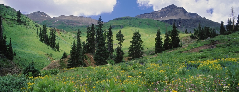 Timeline - Alpine Meadow of Sneezeweed, Asters, Paintbrush, and Hellebore, Sneffels Range, Colorado.jpg
