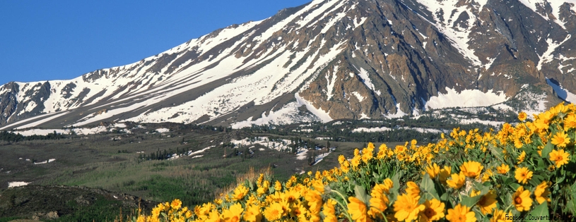 Timeline - Arrowleaf Balsamroot, Eastern Sierra, California.jpg