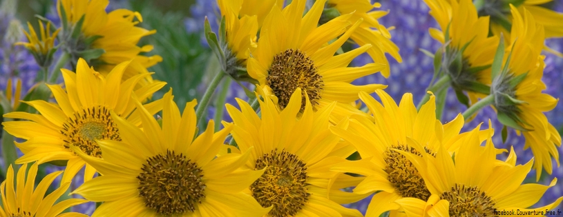 Timeline - Balsamroot and Lupine, Oregon.jpg